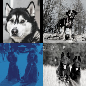 诗意的孤独的狗节奏