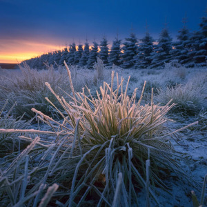 Arboreal (Live At The Mousetrap Family Jam 2025-10-22)