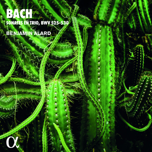 Sonata No. 3 in D Minor, BWV 527: I. Andante