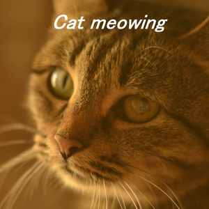 Meowing
