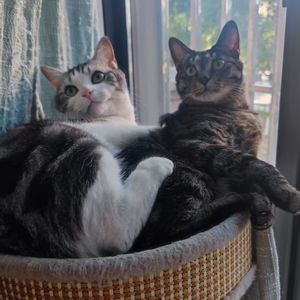 あなたの鼓動、私の翼