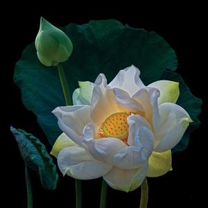 百里莲花并蒂开