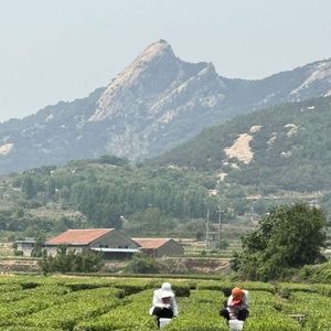 掌心晚风