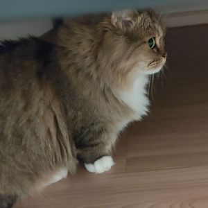 长亭雨外cover国风堂/尘ah