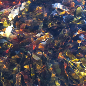 Frederick's White Sails