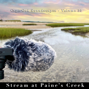 Stream at Paine's Creek, Pt. 8
