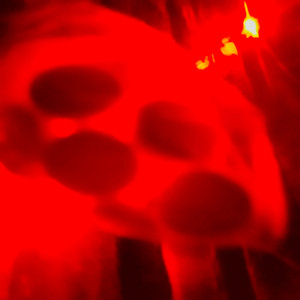 Призрак (Prod. By lil fruity)