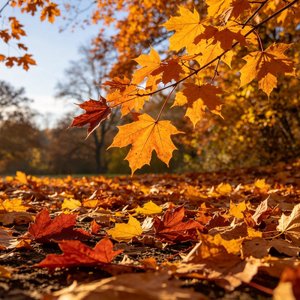 《初冬的秋叶》