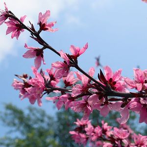 京都屋檐雨链算法