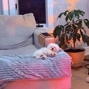 Walking the dog, but the snow