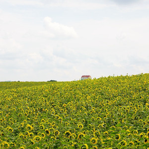 もうひとつの夏