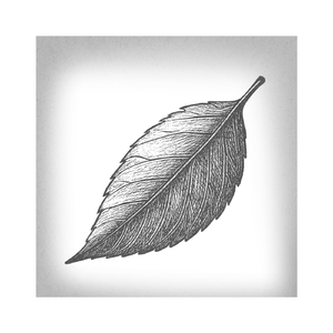 Título (Bonus Track)