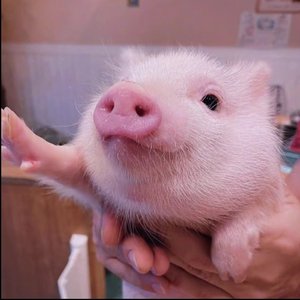 爱丫爱丫(抖音热搜版)