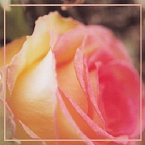 The Fragrance of Eternal Roses