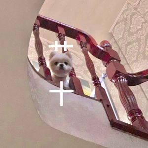 宇宙存在第十三星座叫笨蛋座