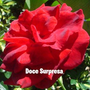 Doce Surpresa (Special Version)