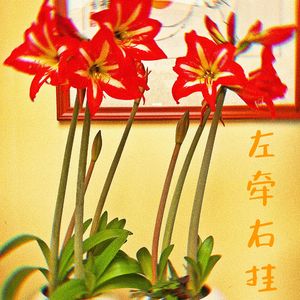 左牵右挂
