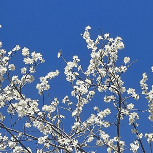Spring Pear Blooms（春日梨花）