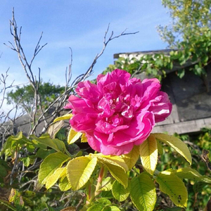 Christmas Is a Start