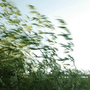 季风吹过橘色的海