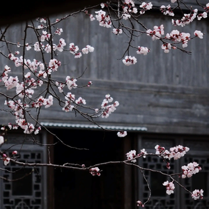 杏花微雨