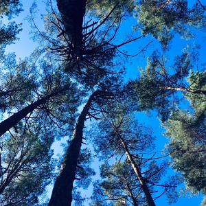 茉莉花(Live版伴奏)