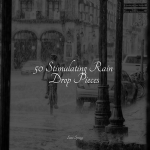 Calm Forest, Bird Calls, Morning