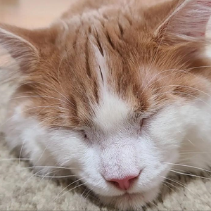 爱之代名词乐章