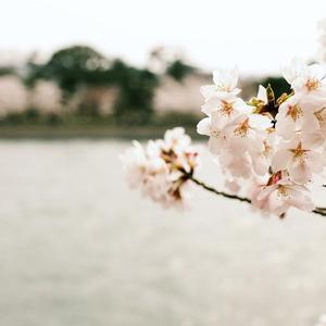 樱花歌さくらさくら（口琴）