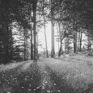 Bloom in the Dark (Live)