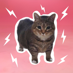 APT OIIA (Spinning Cat)