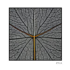 Zyla