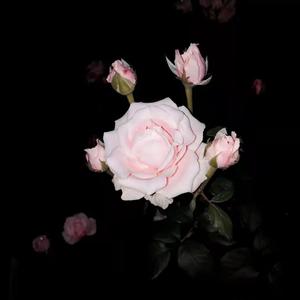 [FREE]“成功表白” Melody type beat