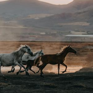 Running Of The Horses