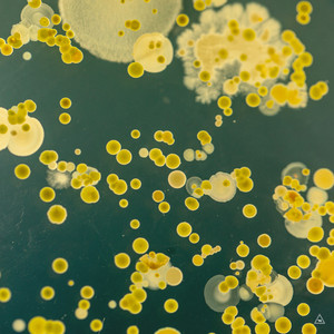 Plan C (Dan Rubell Remix)