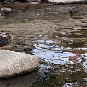 東京の夜を歩いて