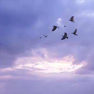 大自然森林(经典轻音乐)