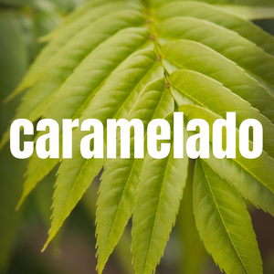CARAMELADO