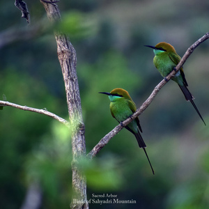 Birds of Sahyadri Mountain