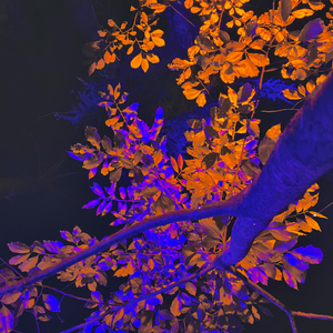 raus (sommer epilog)