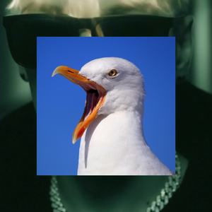 Крик чайки