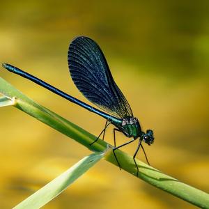 蓝蜻蜓 3 写给夏天和孩子们 YXS 作词