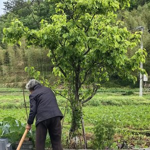 《外婆家的一天》