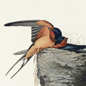 Barn swallows and pond frogs