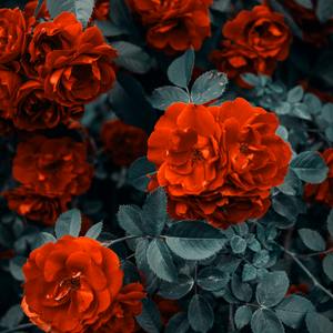 Моя дівчинка