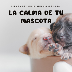 Pensamientos De Mascotas En Un Día Lluvioso