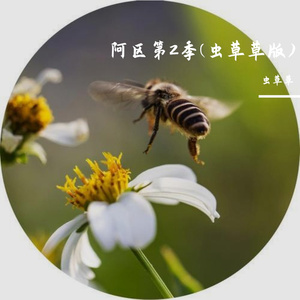 阿区第2季重制版、小三在偷偷的哭、伴奏(虫草草版)