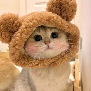 一腔诗意喂了狗