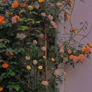 蔷薇晚安（Prod By 9Zi）