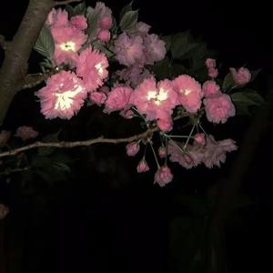 青空（钢琴曲）